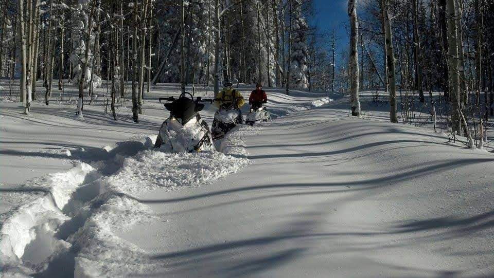 Three snowmobiles breaking trail through deep powder in an aspen grove