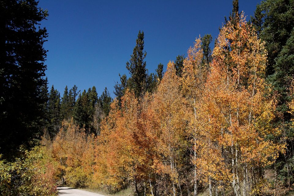 Gold aspens and spruce along a gravel road on Weston Pass